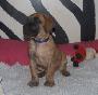 �mar von der Wolfsh�hle
