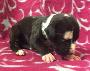 Sula von der Wolfsh�hle