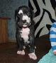 Sula von der Wolfsh�hle