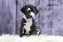 Sula von der Wolfsh�hle