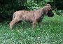 Linus vom Hause R�sch
