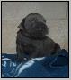 Van Gogh von der Wolfsh�hle