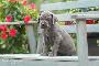 Van Gogh von der Wolfsh�hle