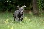 Viva la Revolution von der Wolfsh�hle