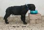 Obelix vom Hause R�sch