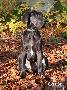 Odin vom Hause R�sch