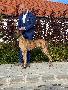 Ch Beyonce Anima Avani